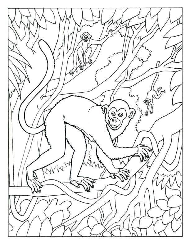 정글 속의 원숭이들 coloring page