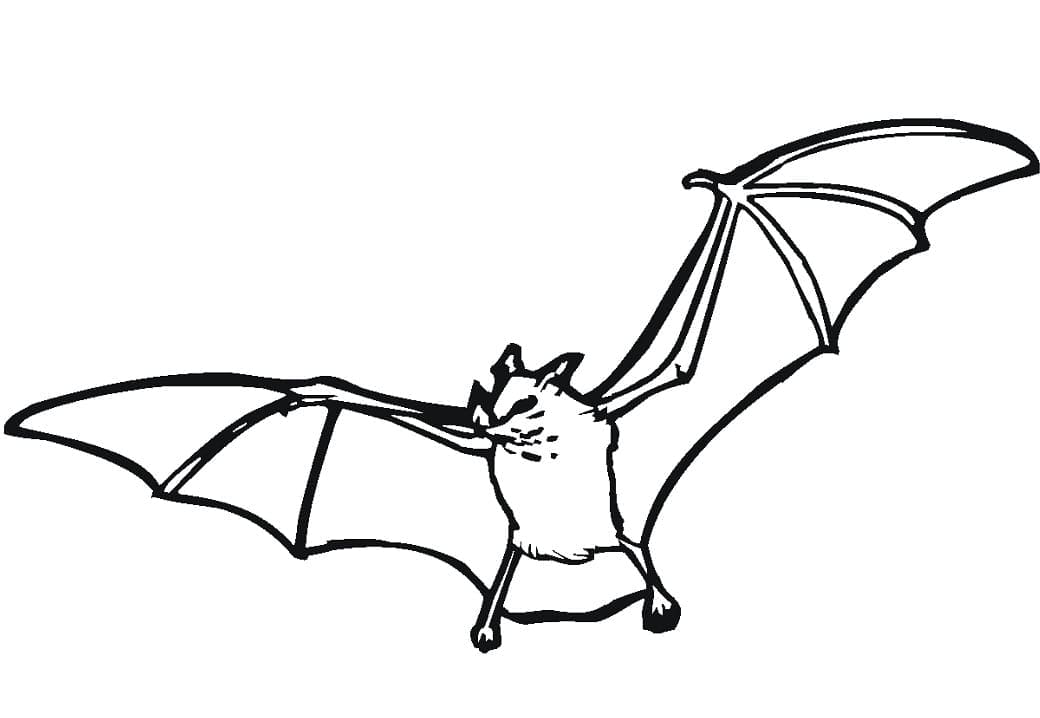 좋은 박쥐 coloring page