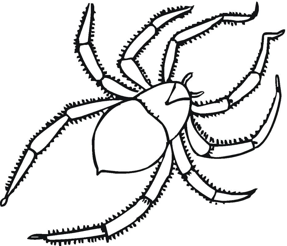 무료 거미 coloring page