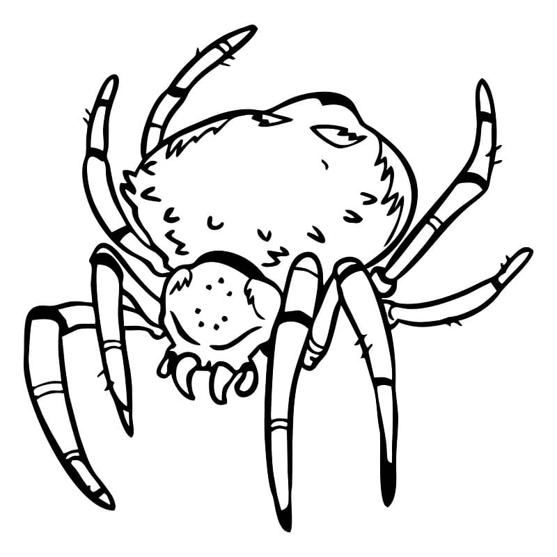 무서운 거미 coloring page