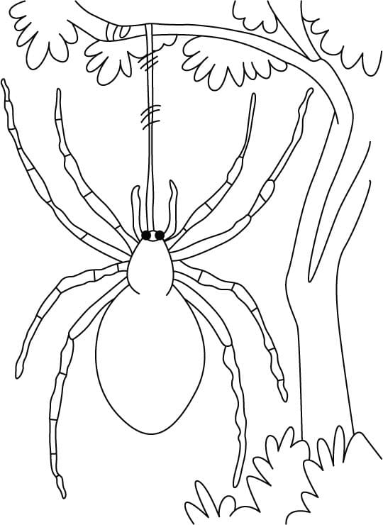 나무위의 거미 coloring page