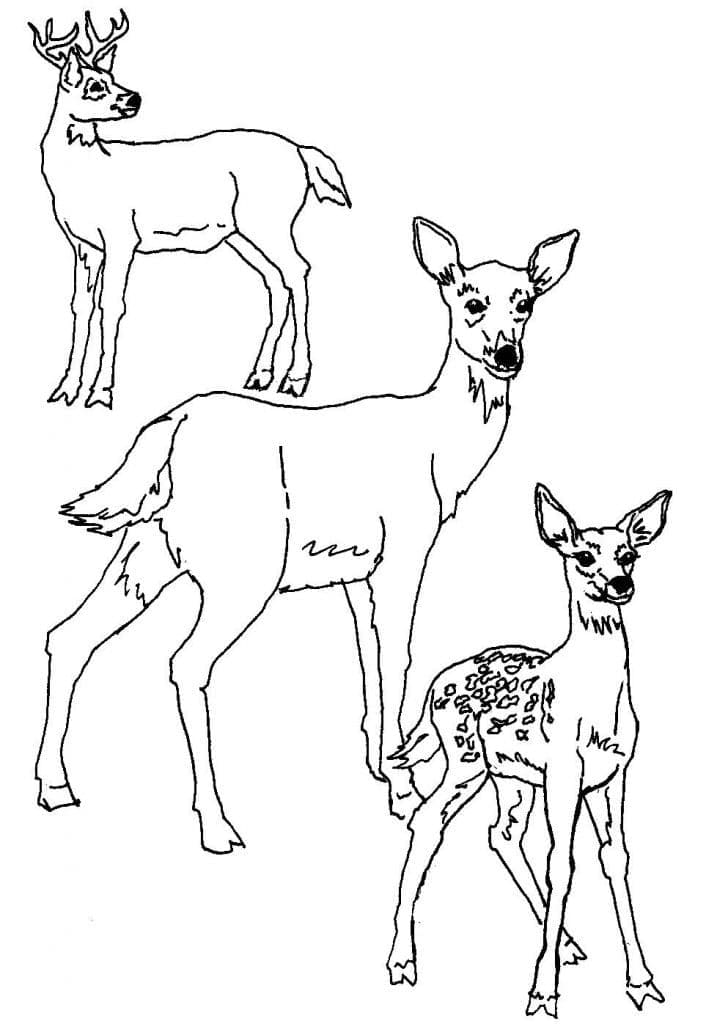 세 마리의 사슴 coloring page