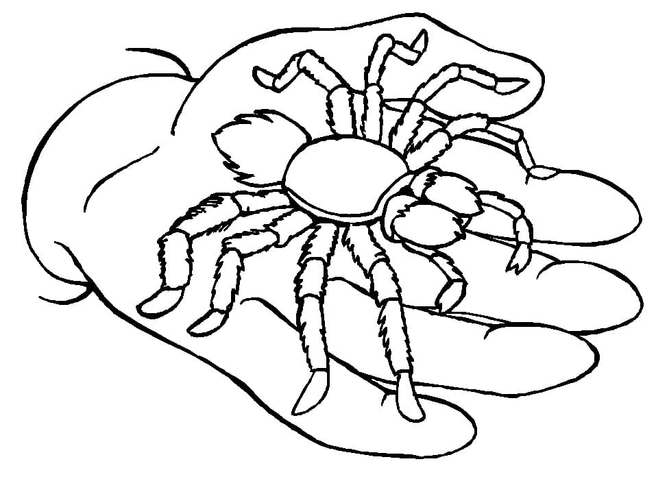 손 위의 거미 coloring page