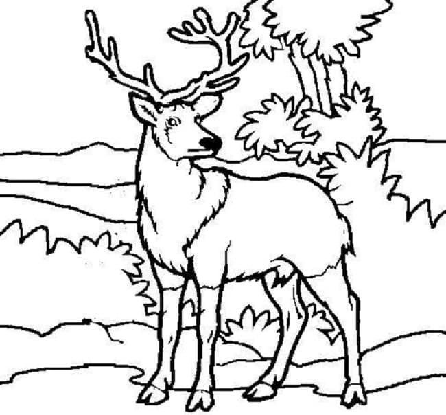 숲속의 사슴 coloring page