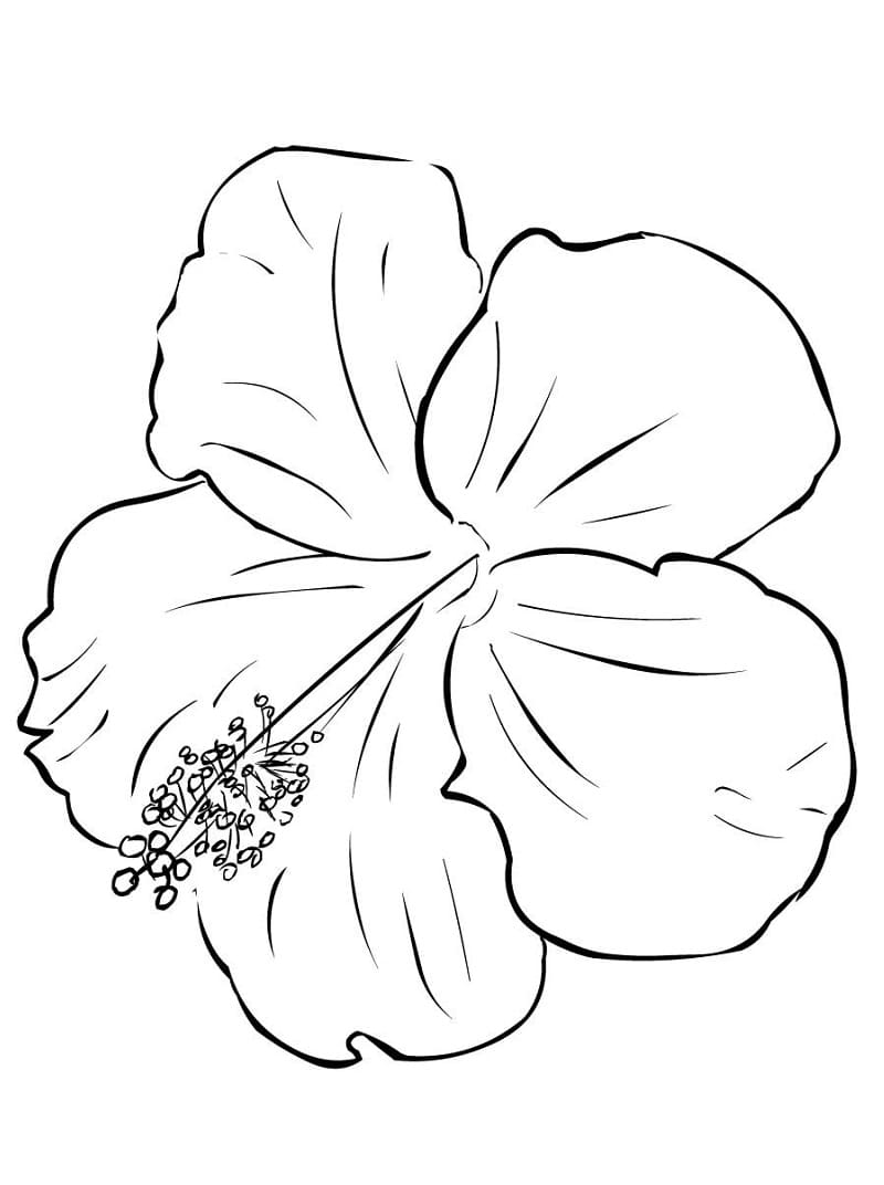 어린이를 위한 히비스커스 꽃 coloring page