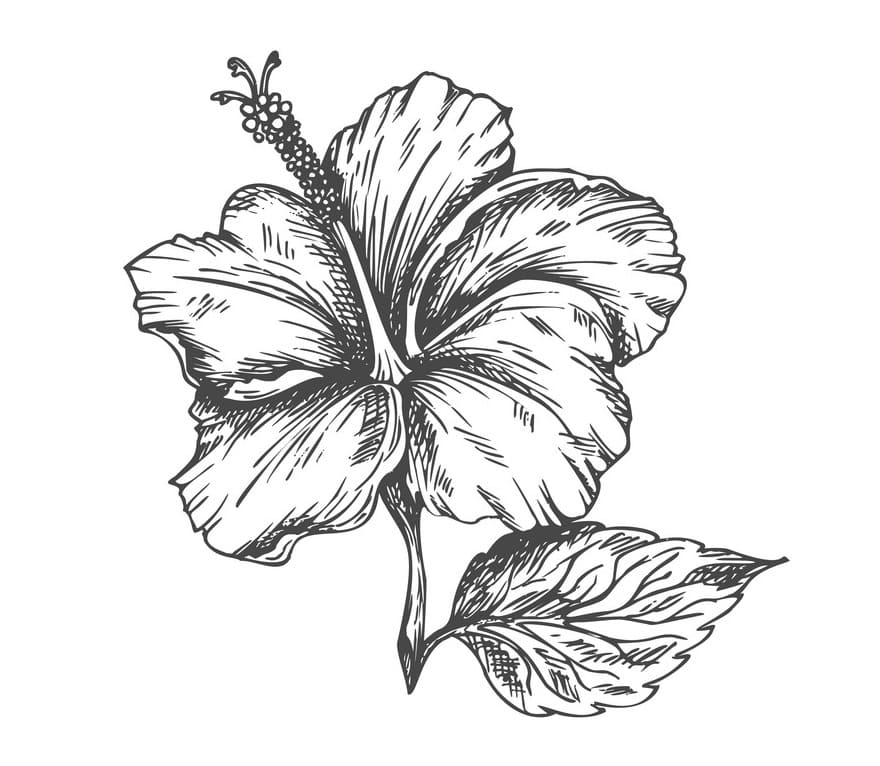 히비스커스 꽃 인쇄 coloring page