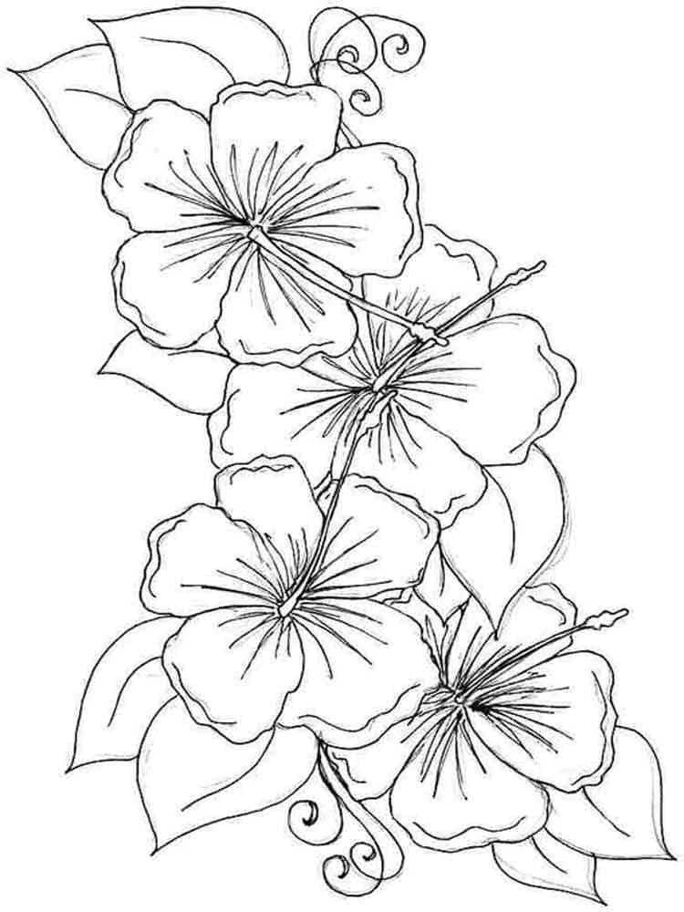 히비스커스 꽃 coloring page