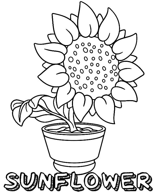 화분에 해바라기 coloring page