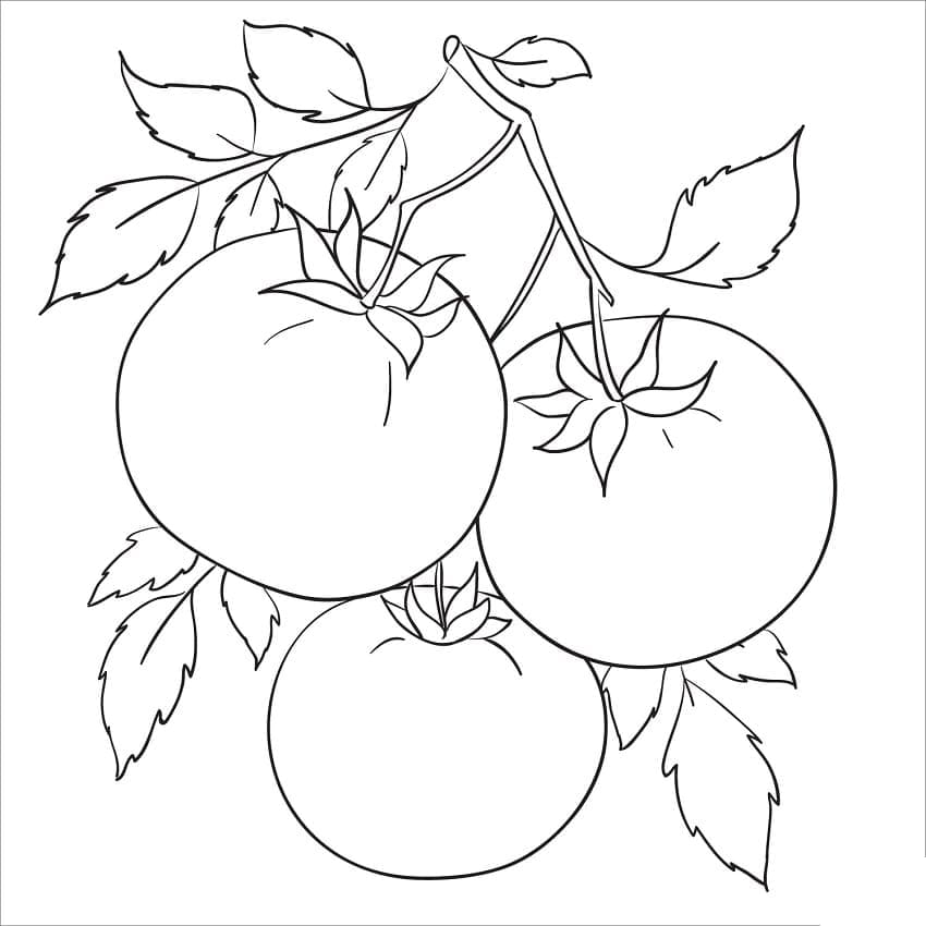 인쇄용 토마토가 귀엽다 coloring page