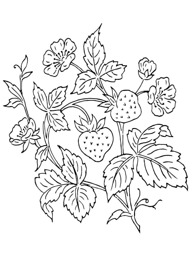 인쇄용 딸기 coloring page