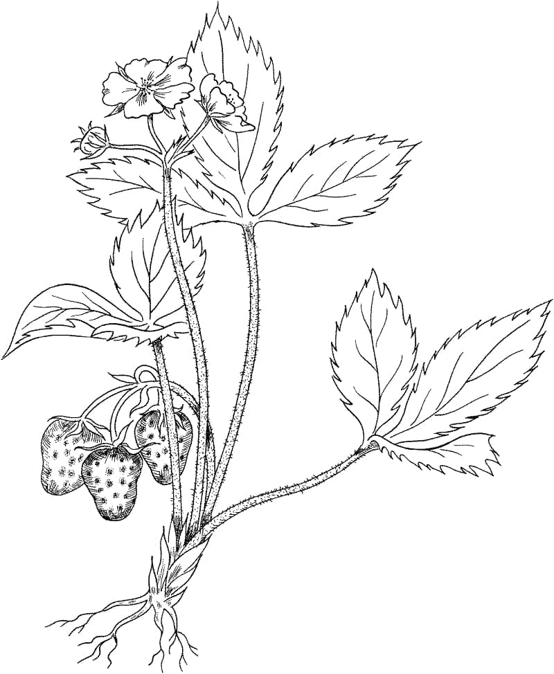 인쇄용 딸기 식물 coloring page