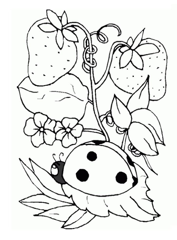무당벌레와 딸기 coloring page