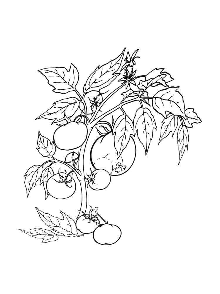 무료 토마토 식물 coloring page