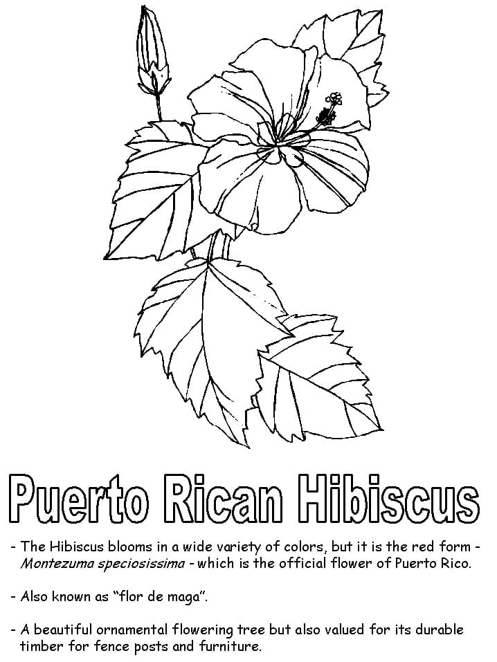 푸에르토리코 히비스커스 coloring page