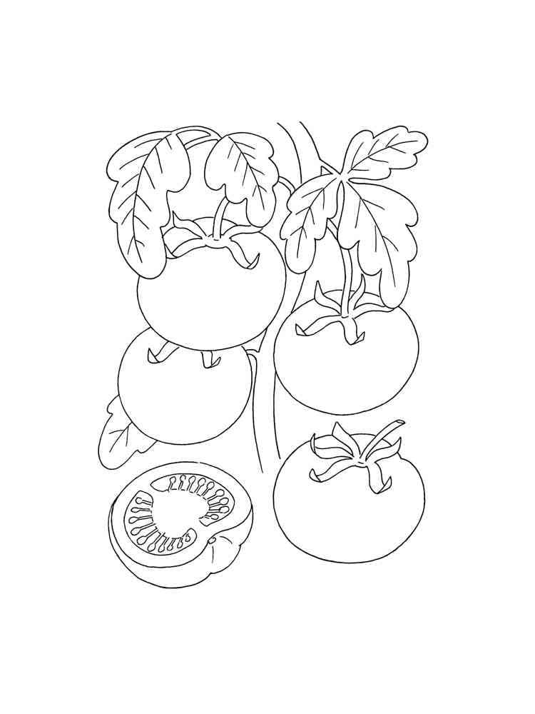 토마토 식물 인쇄 가능 coloring page