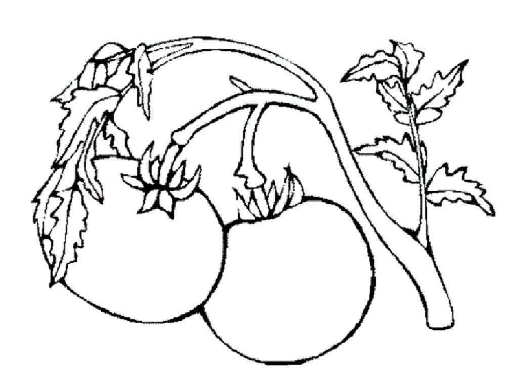 토마토 식물의 토마토 coloring page
