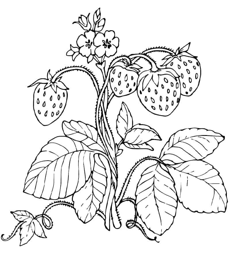 딸기 공장 coloring page