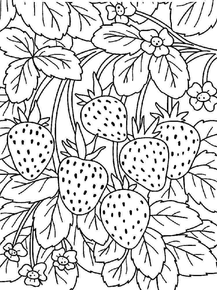 딸기 무료 인쇄 가능 coloring page