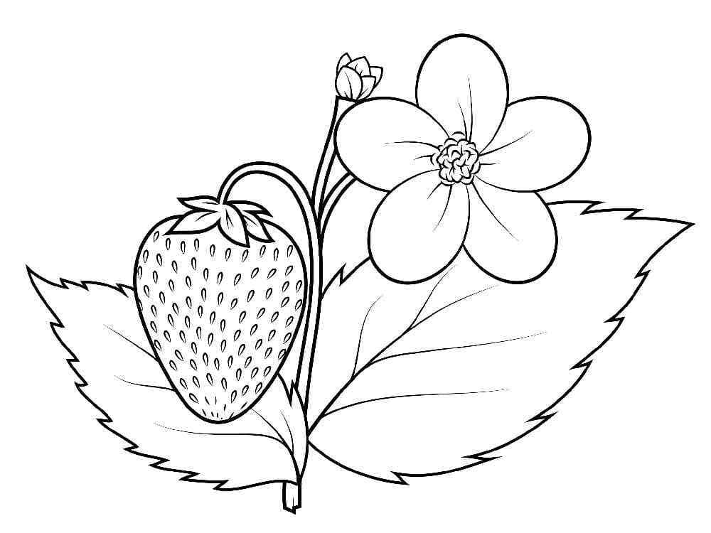 딸기와 꽃 coloring page