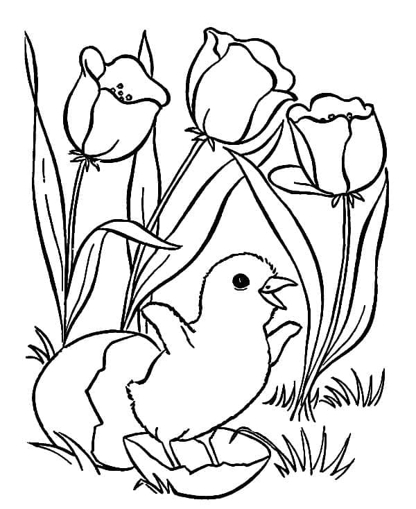 갓 태어난 병아리 coloring page