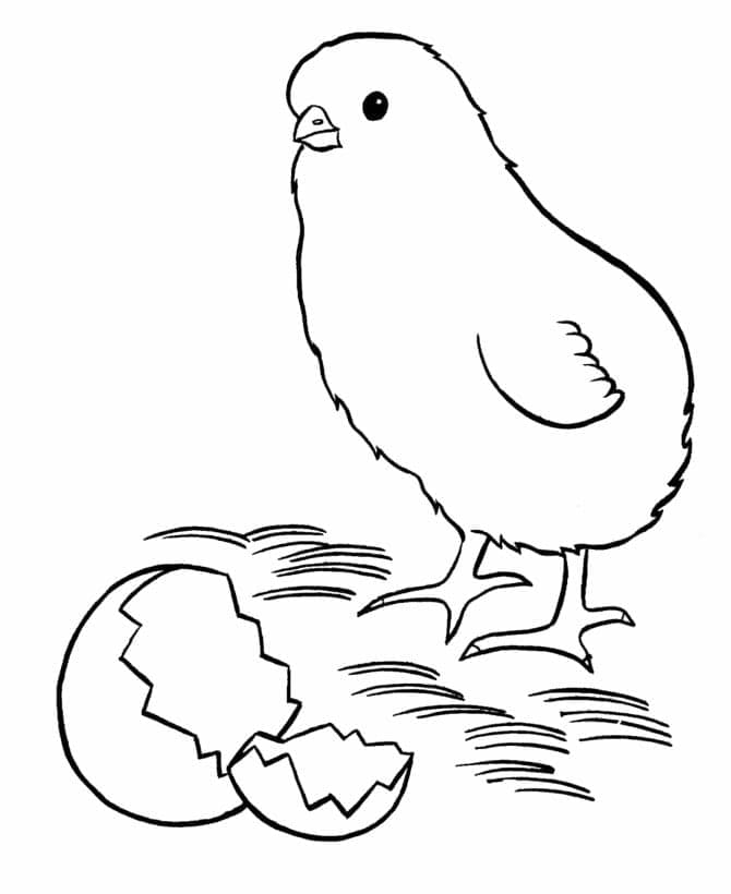 작은 병아리 사진 coloring page