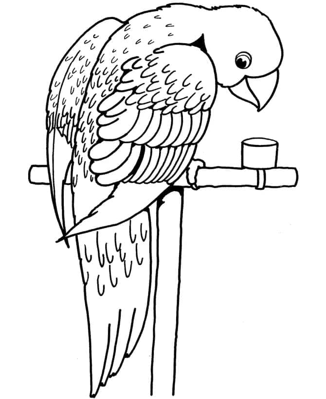 앵무새 무료 coloring page