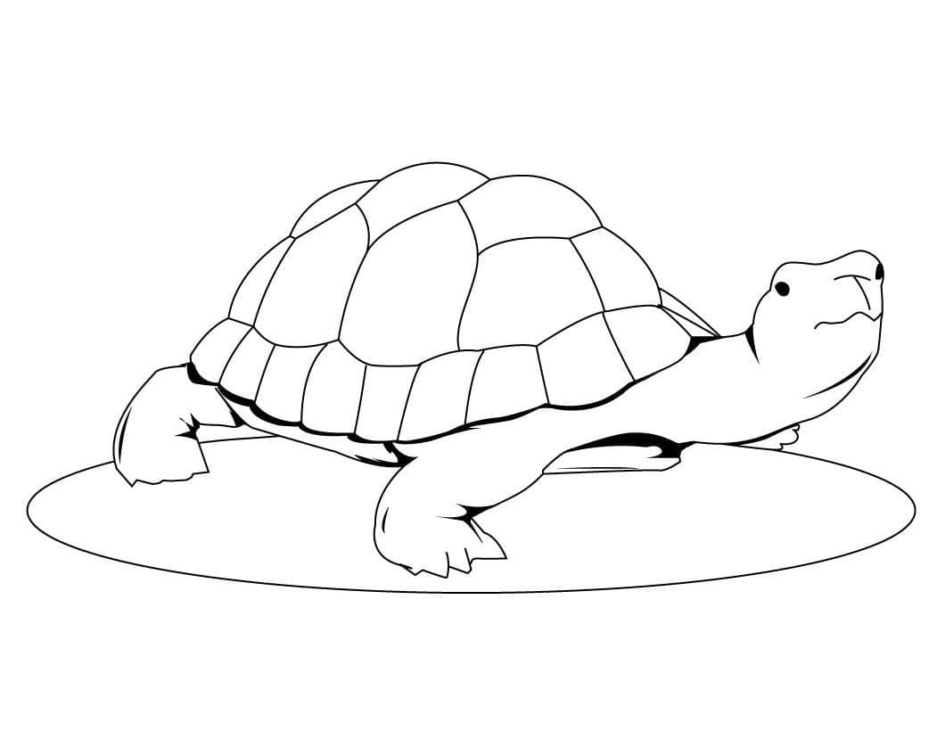 아이들을 위해 인쇄 가능한 거북이 coloring page