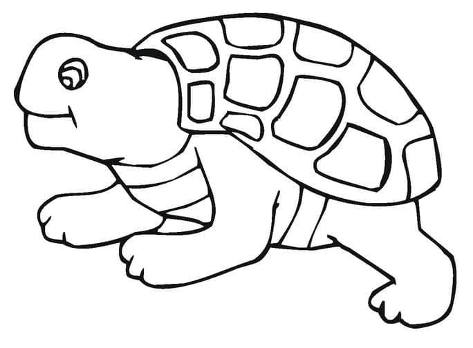 아이들을 위한 거북이 이미지