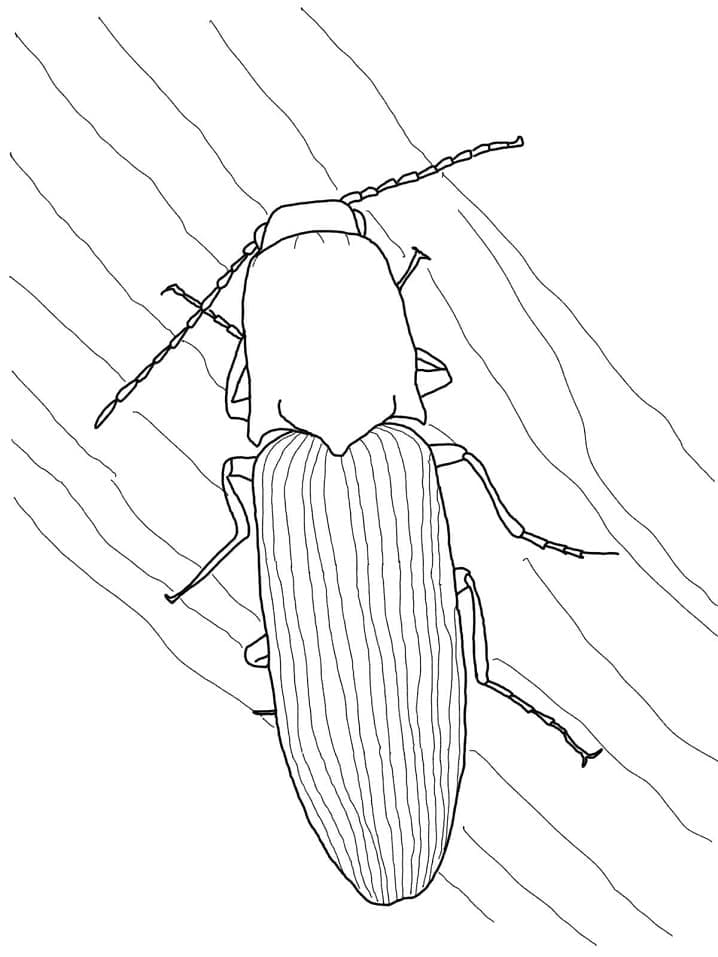 방아벌레과 coloring page