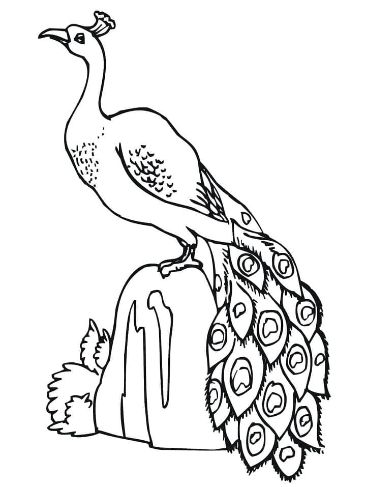 바위 위의 공작 무료 이미지 coloring page