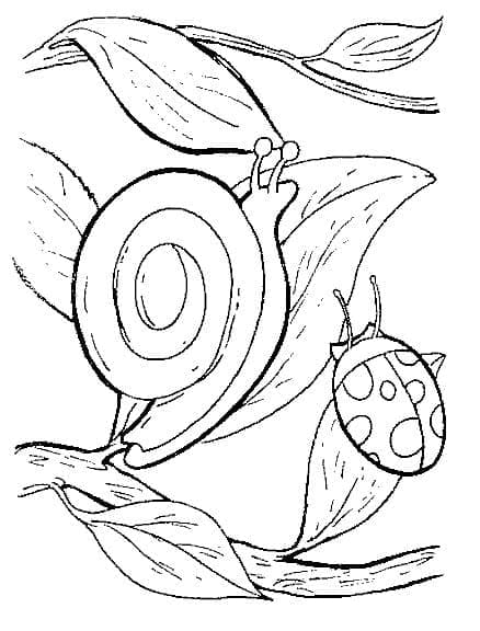 달팽이와 무당벌레