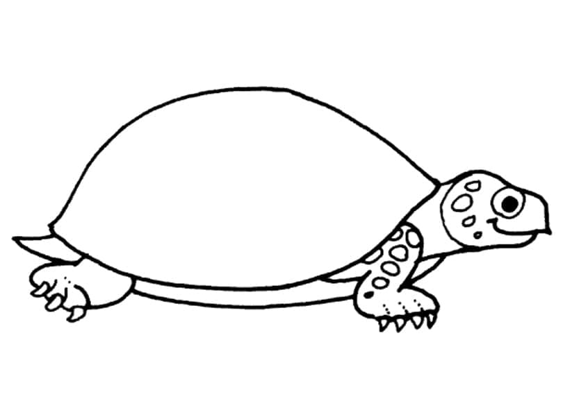 거북이 라인 아트 coloring page