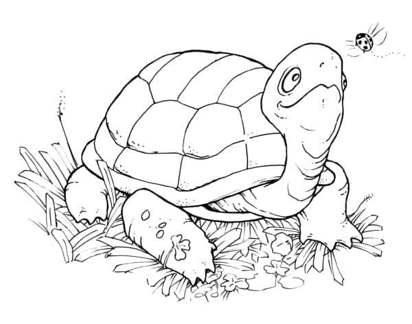 거북이와 무당벌레 이미지 coloring page