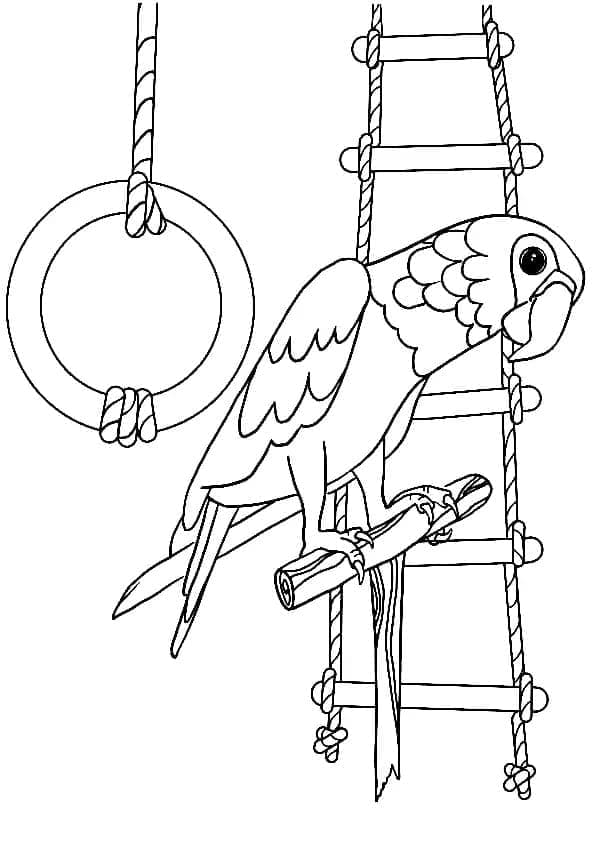 기둥 위의 앵무새 coloring page