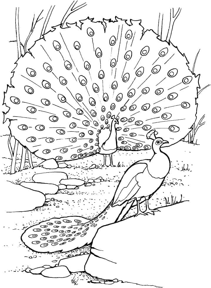 공작 coloring page