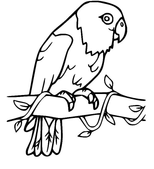 작은 앵무새 이미지 coloring page