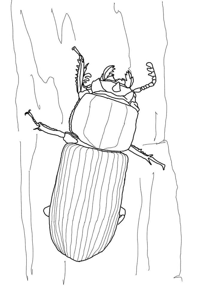 사슴벌레붙이과 coloring page