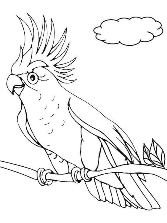 왕관앵무 coloring page