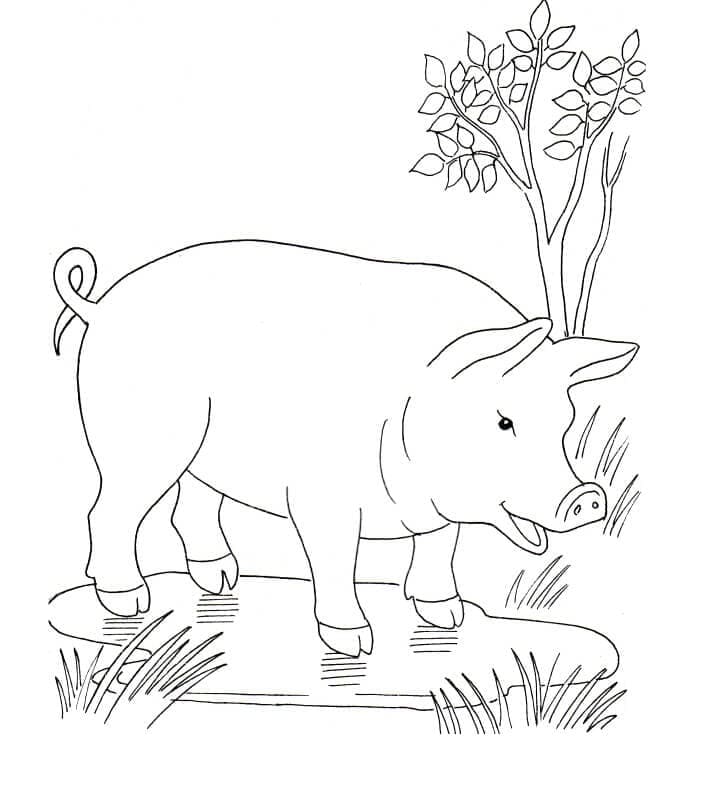 돼지 없는 coloring page