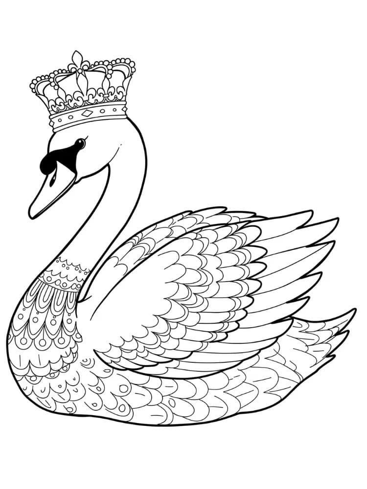 백조 5