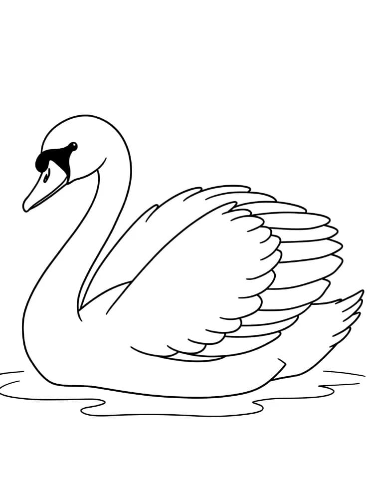 백조 6