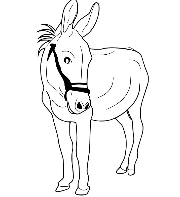 당나귀 이미지 베이식