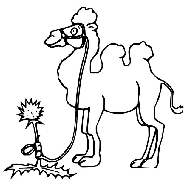 그리다 낙타 단순한