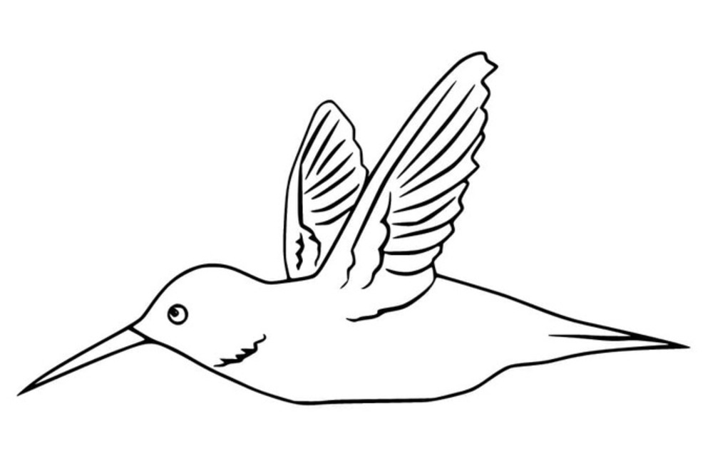 무료 간단한 벌새