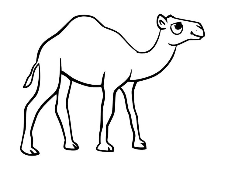 낙타 이미지 단순한