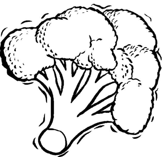 브로콜리 이미지 베이식