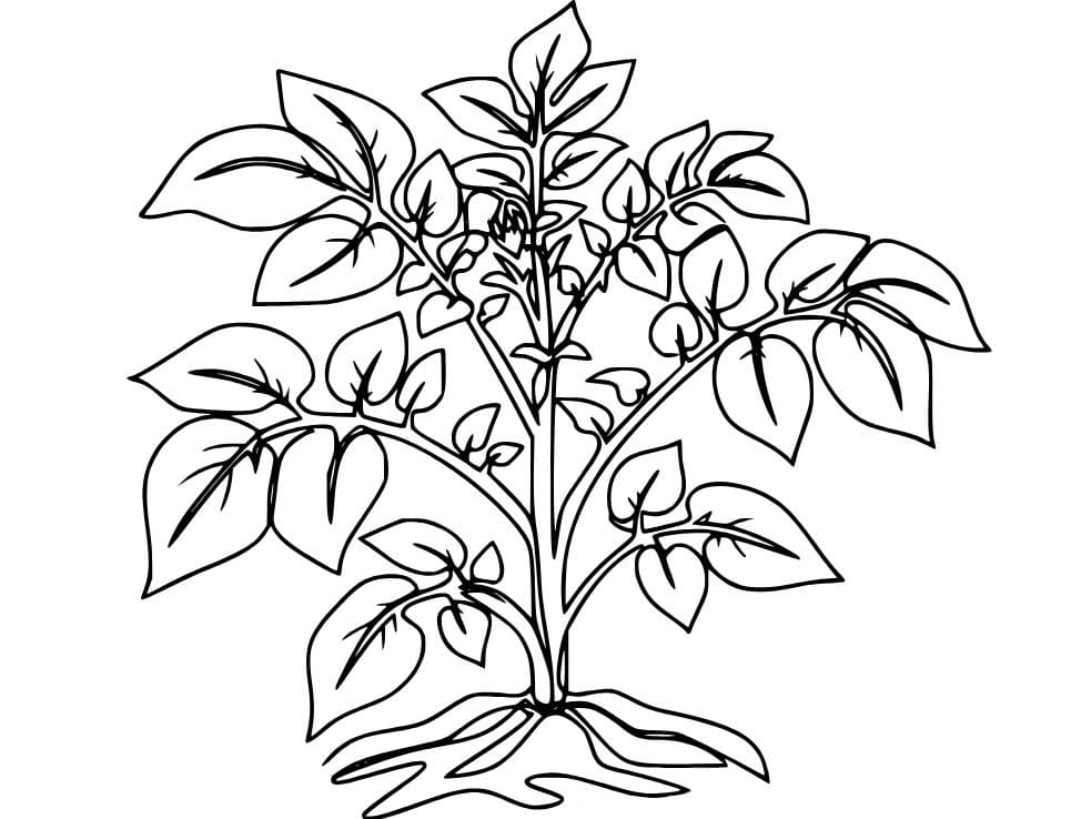 감자 이미지 무료