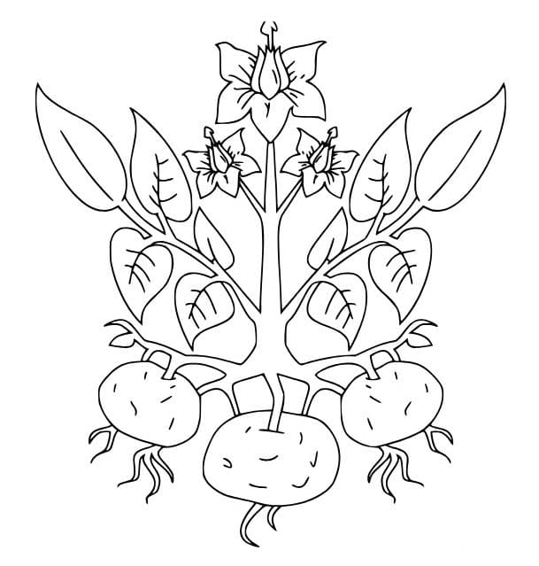 이미지 감자 인쇄 가능