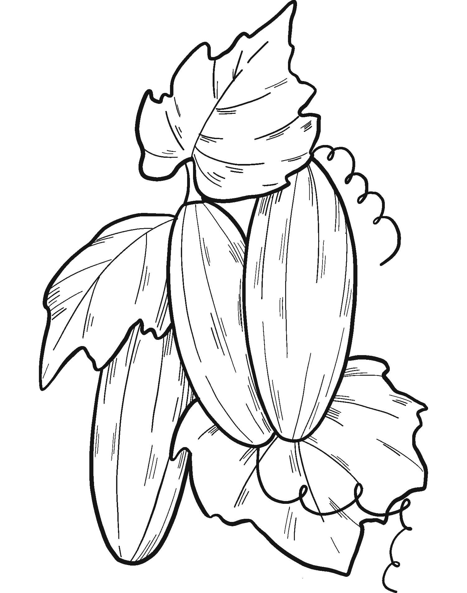 그림 무료로 인쇄 가능 오이