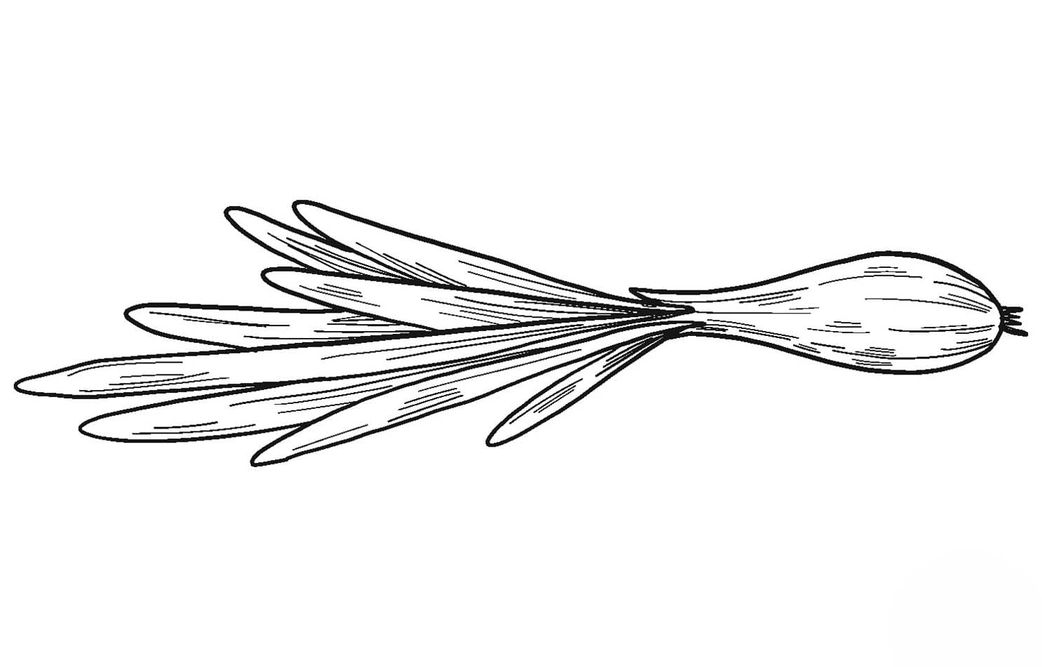 인쇄 그리다 양파